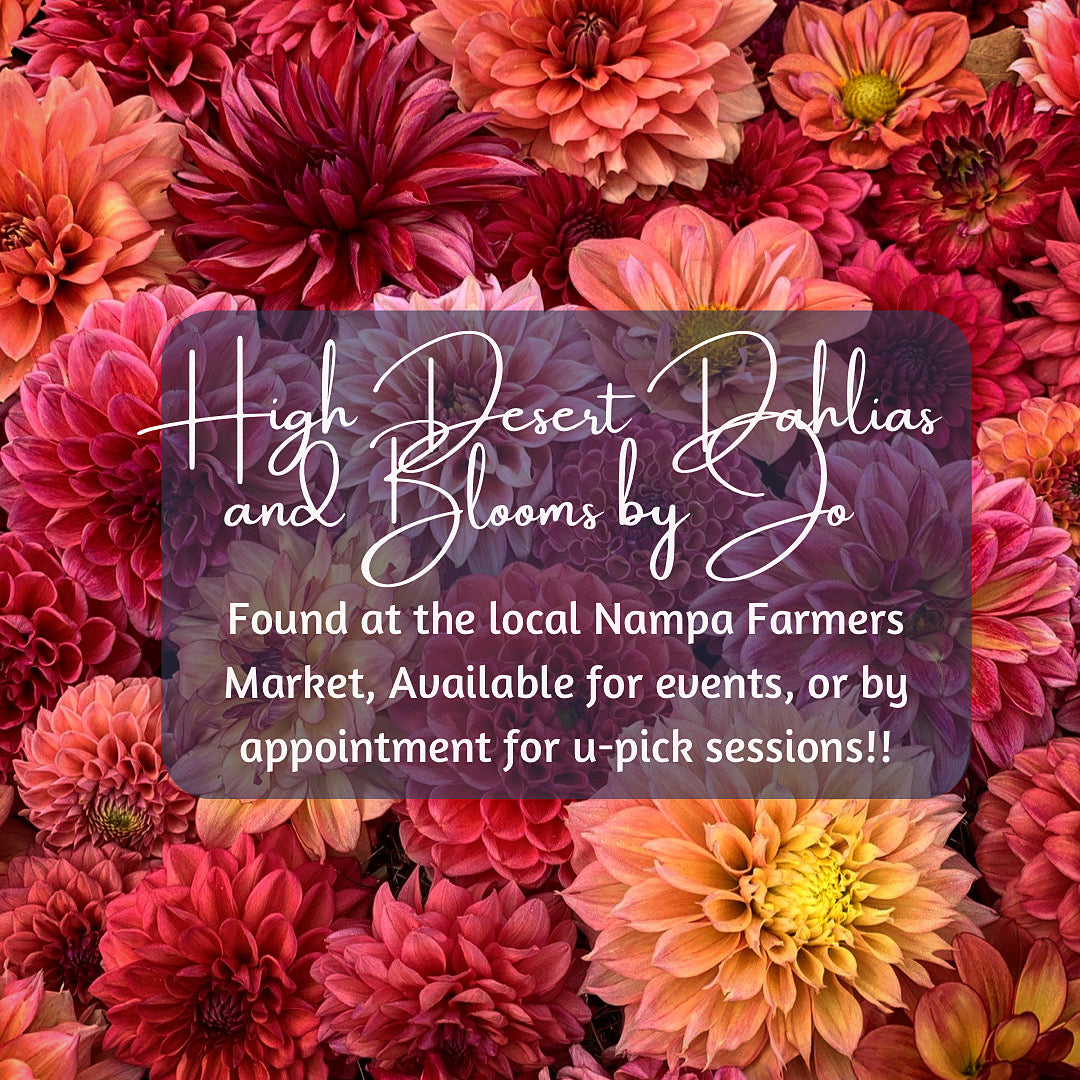 High Desert Dahlias and Blooms Gift Card