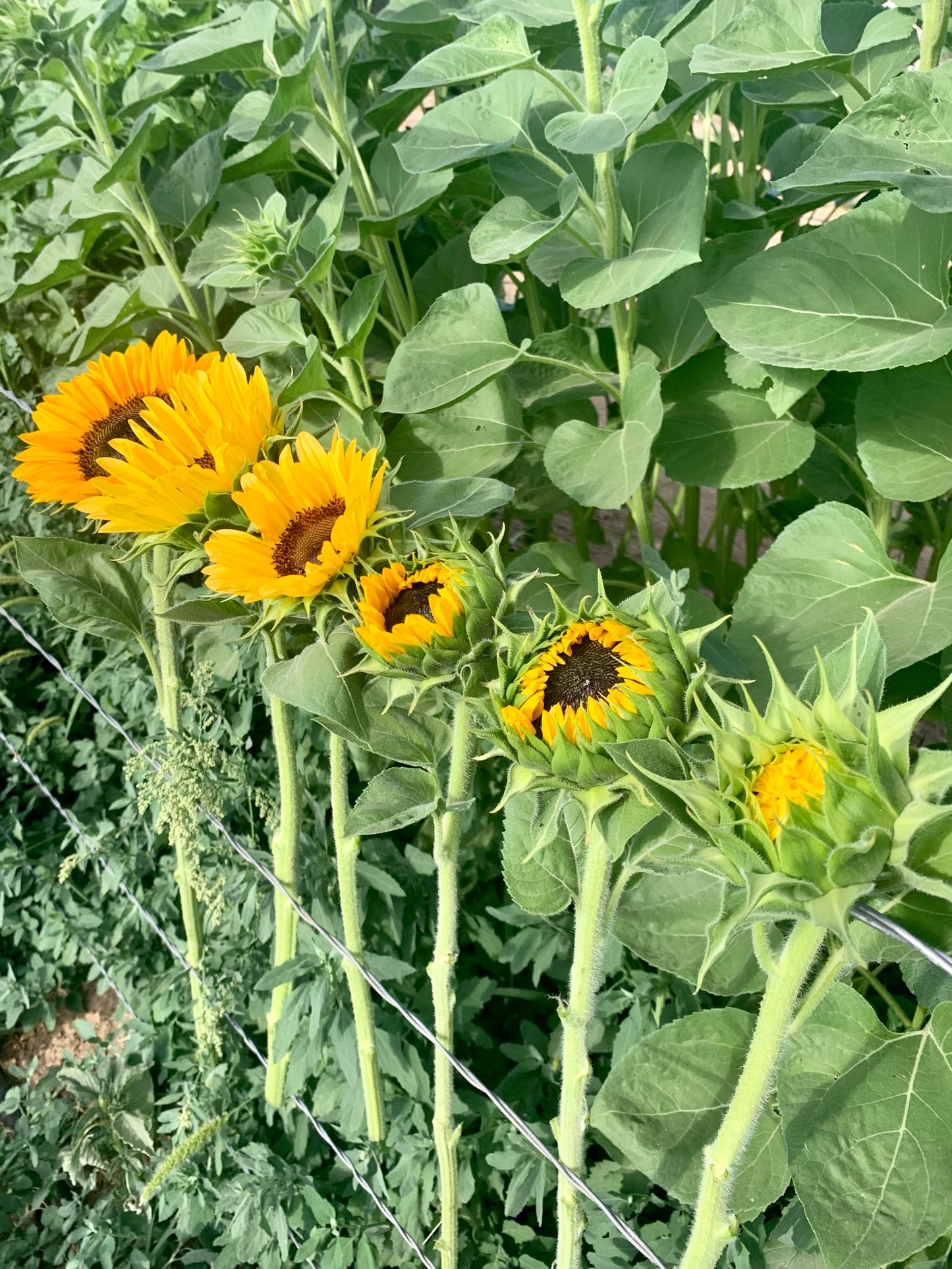 Sunflowers- Avimore